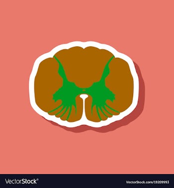 Paper sticker on stylish background spinal cord vector image