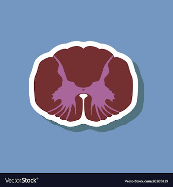 Paper sticker on stylish background spinal cord vector image