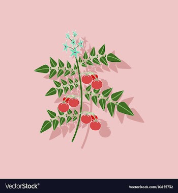 Paper sticker on stylish background tomato plant vector image