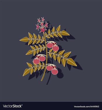 Paper sticker on stylish background tomato plant vector image