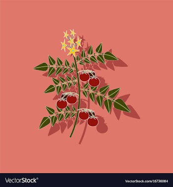 Paper sticker on stylish background tomato plant vector image