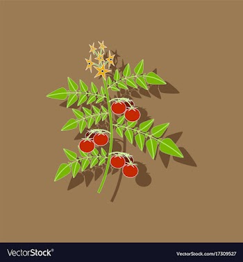 Paper sticker on stylish background tomato plant vector image