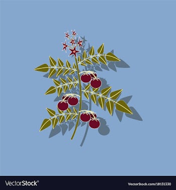 Paper sticker on stylish background tomato plant vector image