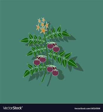 Paper sticker on stylish background tomato plant vector image