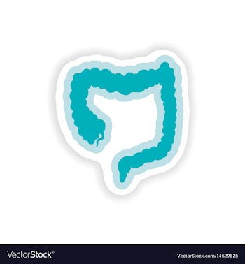 Paper sticker on white background duodenum human vector image