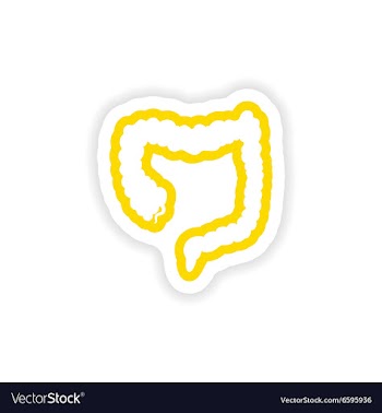 Paper sticker on white background Duodenum human vector image