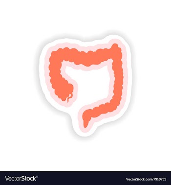 Paper sticker on white background Duodenum human vector image