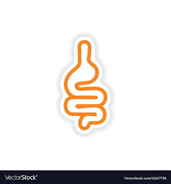Paper sticker on white background human intestine vector image