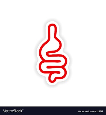 Paper sticker on white background human intestine vector image