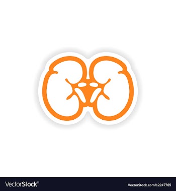 Paper sticker on white background human kidney vector image