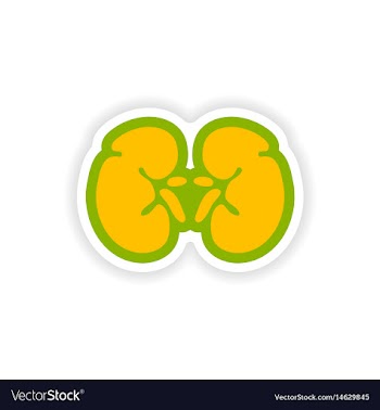 Paper sticker on white background human kidney vector image