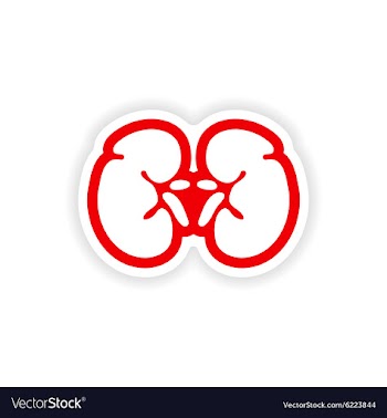 Paper sticker on white background human kidney vector image