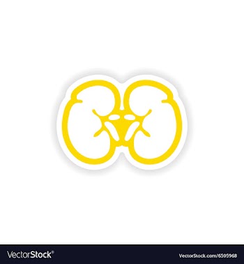Paper sticker on white background human kidney vector image