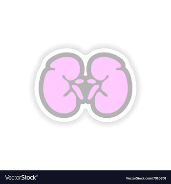 Paper sticker on white background human kidney vector image