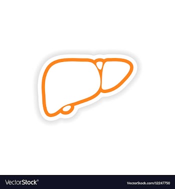 Paper sticker on white background human liver vector image