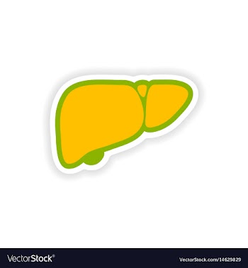 Paper sticker on white background human liver vector image