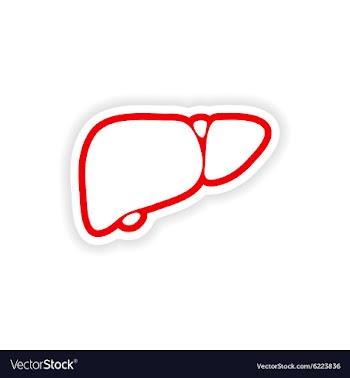 Paper sticker on white background human liver vector image