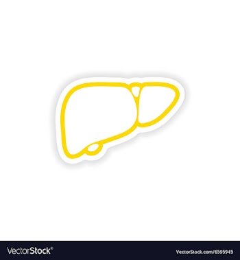 Paper sticker on white background human liver vector image