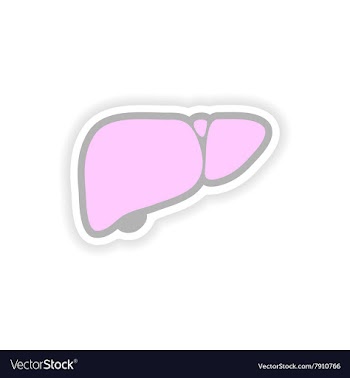 Paper sticker on white background human liver vector image
