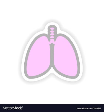 Paper sticker on white background human lungs vector image