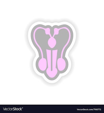 Paper sticker on white background man penis vector image