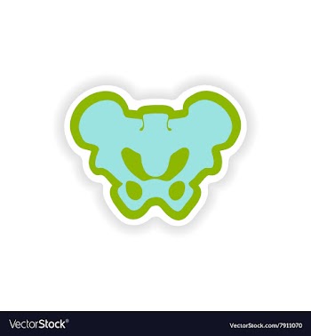 Paper sticker on white background pelvic bones vector image