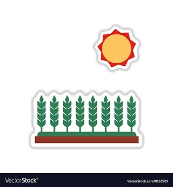 Paper sticker on white background Wheat field vector image