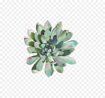 Paper Succulent plant Watercolor painting Printmaking Drawing - succulent plants 