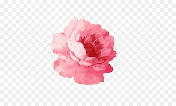 Paper T-shirt Flower Sticker Watercolor painting - Red Peony 