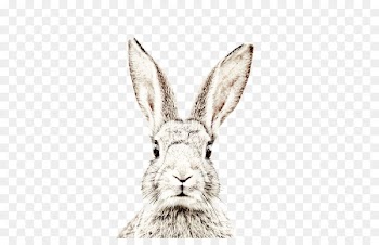 Paper Wall decal Rabbit Sticker Wallpaper - Cute hand painted rabbit face 