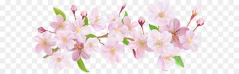 Paper Wallpaper - Cherry Blossom Spring Branch PNG Clip Art 