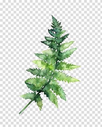 Paper Watercolor painting Fern Printing, Green leaves, green leaf decor transparent background PNG clipart