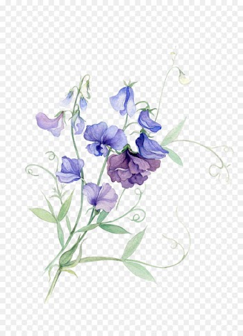 Paper Watercolor painting Sweet pea Flower - Watercolor flower 