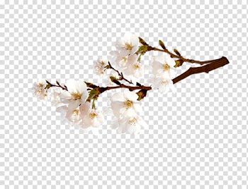 Paper Web banner, Plum flower transparent background PNG clipart