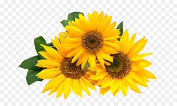Paper Wedding invitation Flower Happy Birthday to You - Three sunflowers 