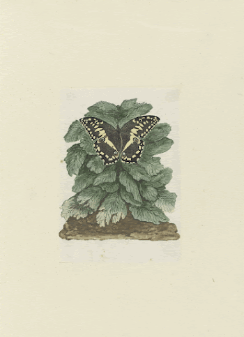 Papilio demodocus (Citrus or Christmas | Free Photo - rawpixel