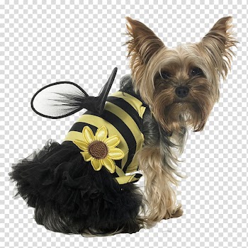 Papillon dog Puppy Bee Cat Costume, Cute dog clothes transparent background PNG clipart
