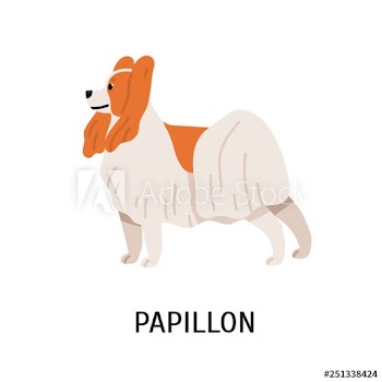 Papillon or Continental Toy Spaniel