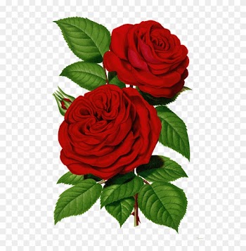 Papirolas Coloridas - Flores - Red Victorian Roses Transparent