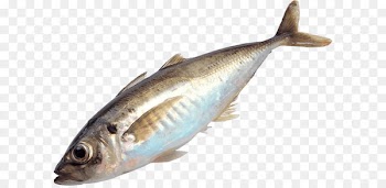 Papua New Guinea Fishing Fish as food - Fish Png Image 