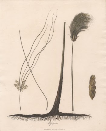 Papyrus by James Heath | Free Photo - rawpixel