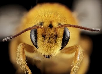 Paracolletes bee, male, Australia, face | Free Photo - rawpixel