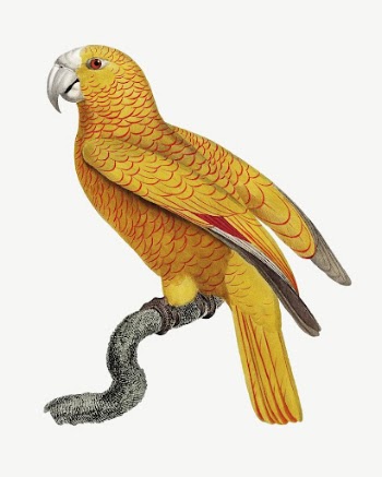 Paradise of Cuba parrot bird, | Free PSD Illustration - rawpixel