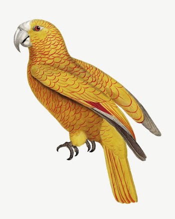 Paradise of Cuba parrot bird, | Free PSD Illustration - rawpixel