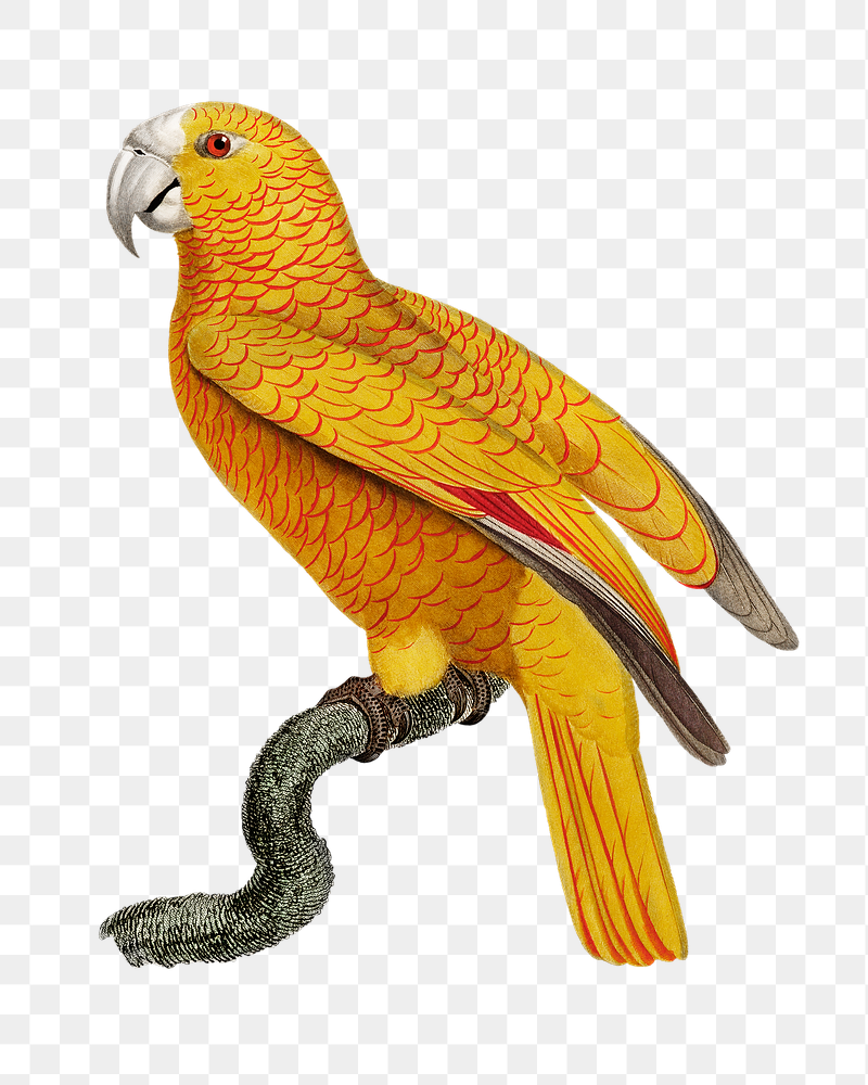 Paradise of Cuba parrot png | Free PNG Illustration - rawpixel