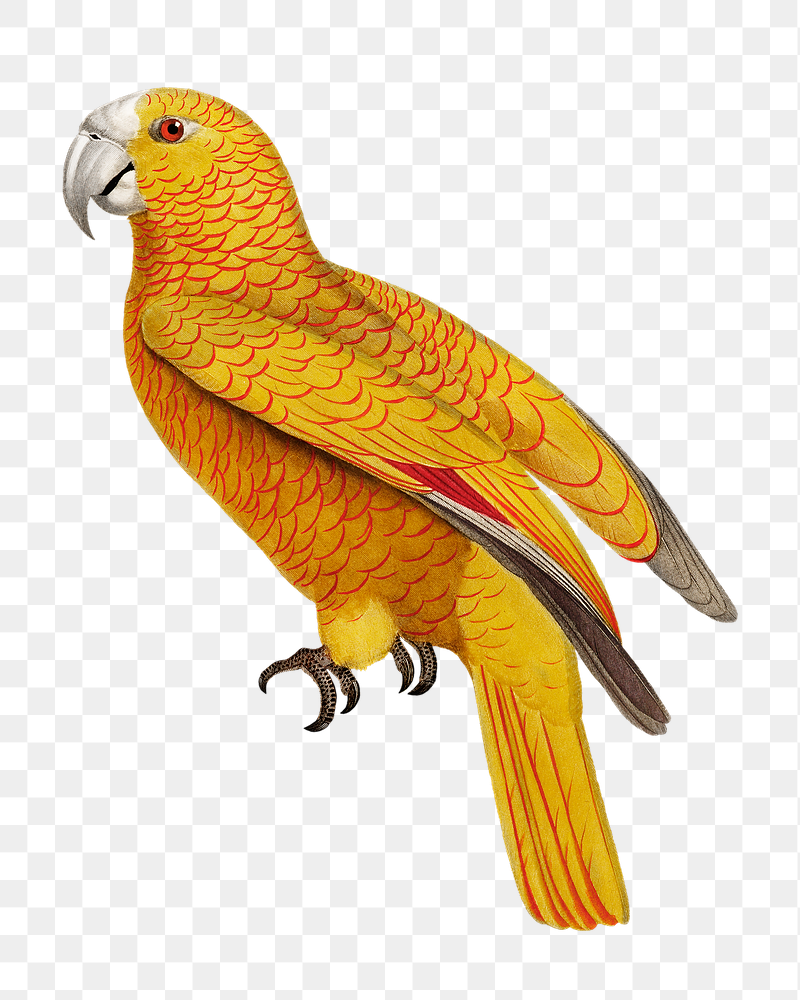 Paradise of Cuba parrot png | Free PNG Illustration - rawpixel