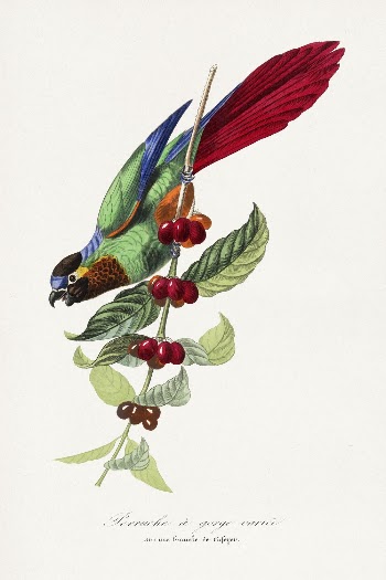 Parakeet bird painting by Paul | Free Photo Illustration - rawpixel