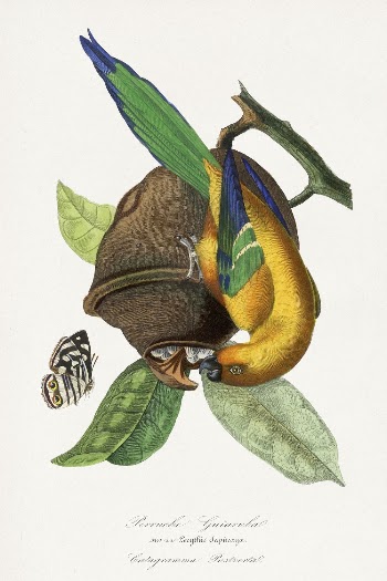 Parakeet bird painting, Le Jardin | Free Photo Illustration - rawpixel