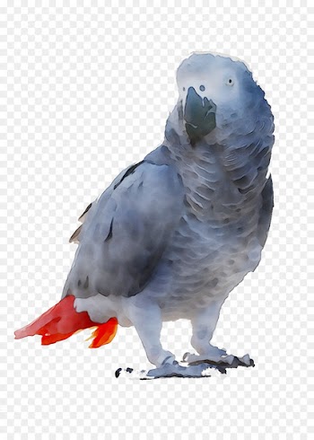 Parakeet Feather Beak Fauna -  