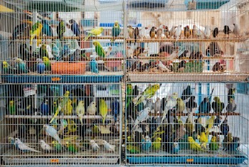 Parakeets in Cage